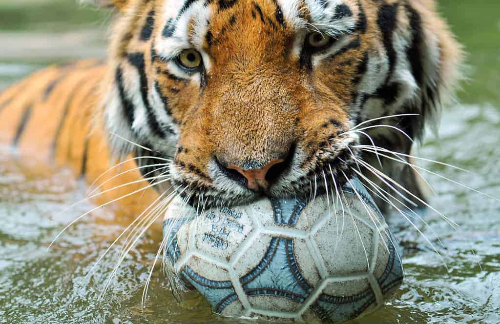 Tiger mom playing with soccer play