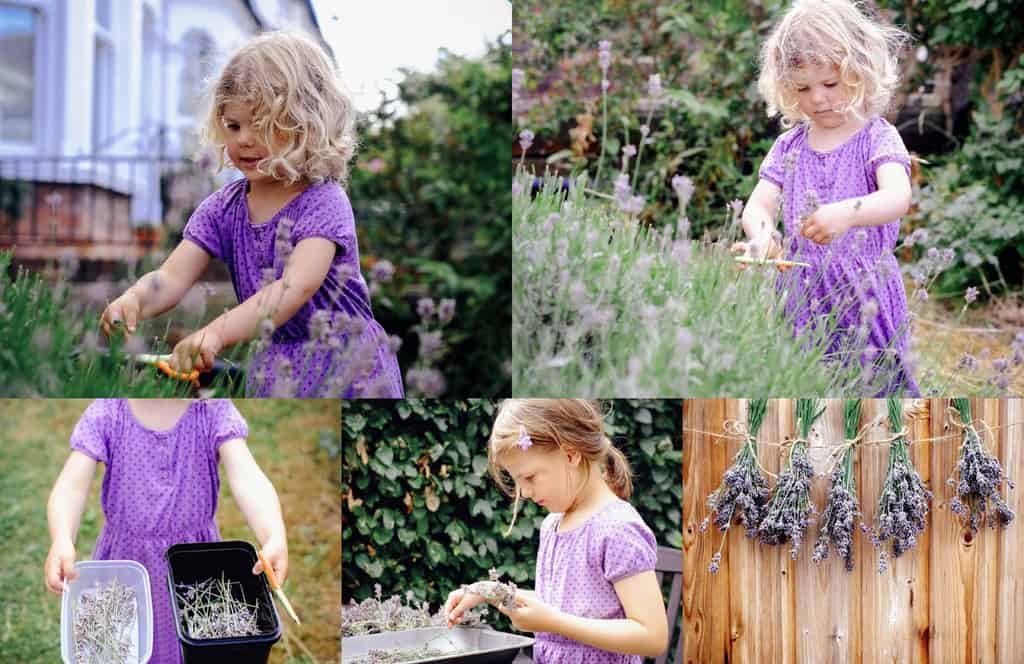 Girls cutting lavender in the garden