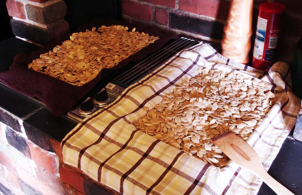 Pumpkin seeds drying on dish towels
