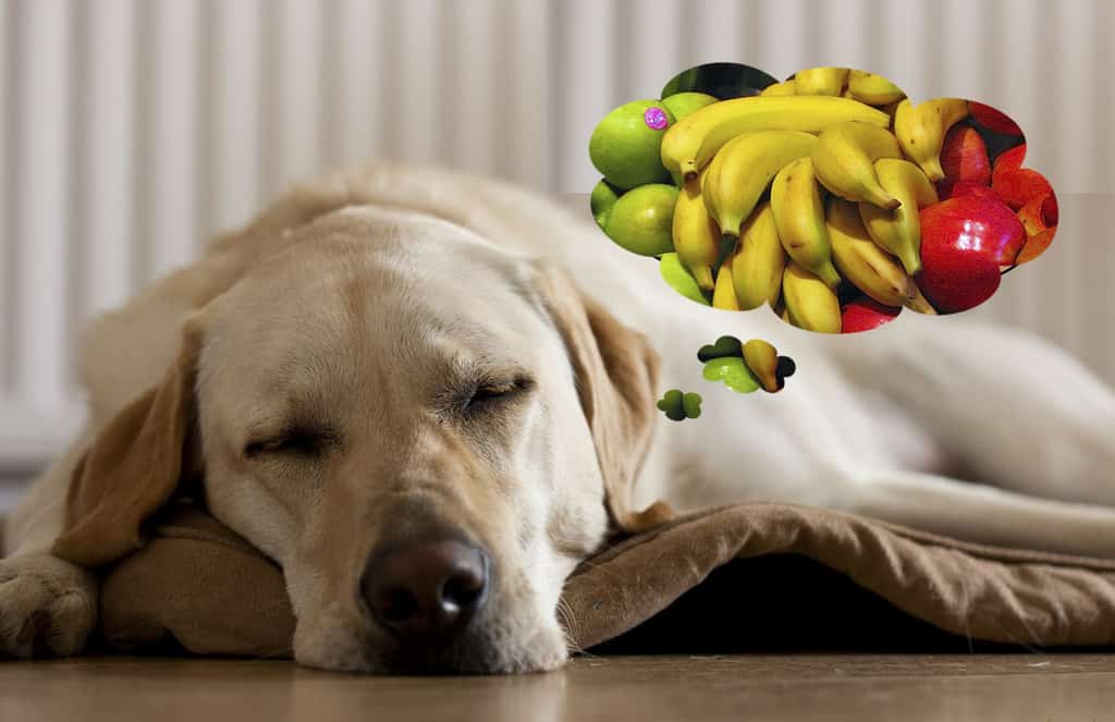 Dog dreaming about healthy fruit snacks