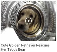 Cute Golden Retriever Rescues Her Teddy Bear