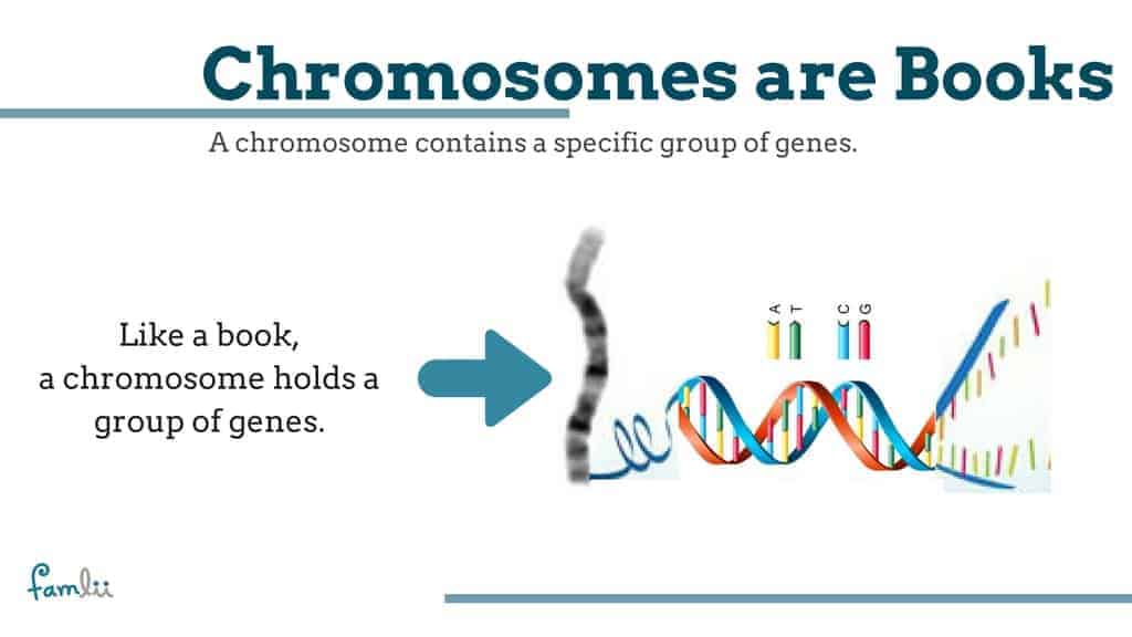 What is a chromosome graphic