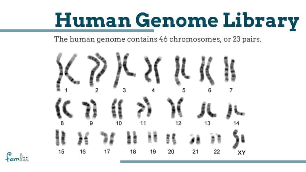 What is the human genome graphic